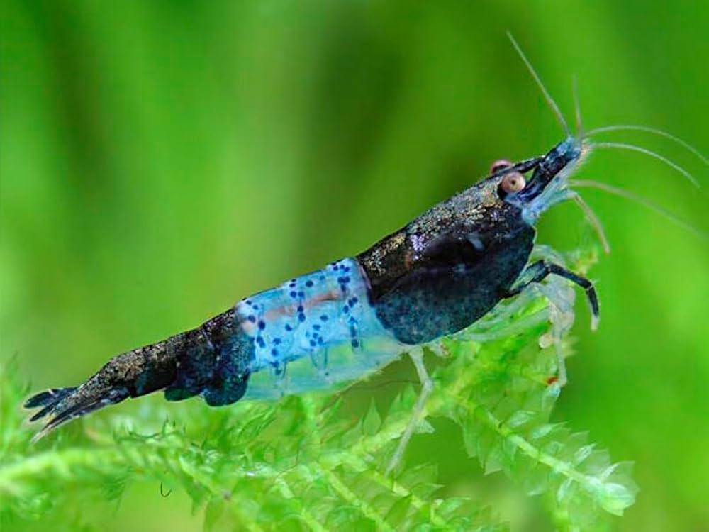 Mr Shrimp, a friendly blue shrimp, vibe coding on a laptop